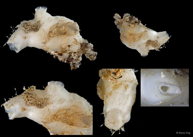 Ascidiacea sp. "Solitary ascidian 31"•&copy; Rene Ong•All Rights Reserved