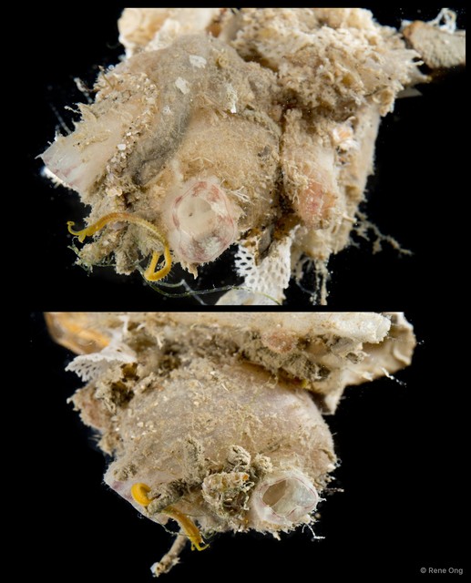 Ascidiacea sp. "Solitary ascidian 32"•&copy; Rene Ong•All Rights Reserved