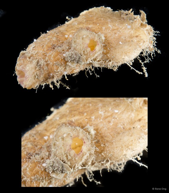 Ascidiacea sp. "Solitary ascidian 33"•&copy; Rene Ong•All Rights Reserved