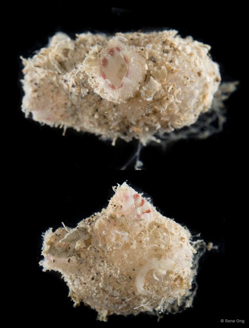 Ascidiacea sp. "Solitary ascidian 34"•&copy; Rene Ong•All Rights Reserved