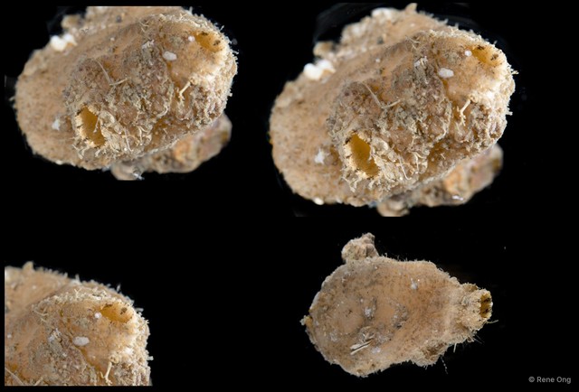 Ascidiacea sp. "Solitary ascidian 35"•&copy; Rene Ong•All Rights Reserved