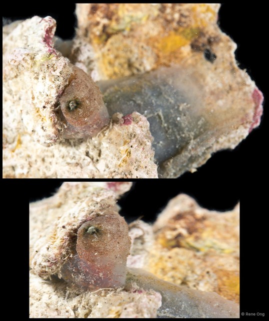 Ascidiacea sp. "Solitary ascidian 36"•&copy; Rene Ong•All Rights Reserved
