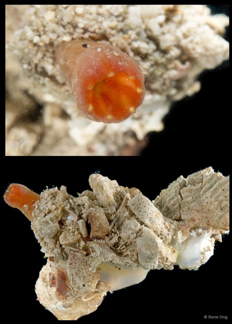Ascidiacea sp. "Solitary ascidian 37"•&copy; Rene Ong•All Rights Reserved