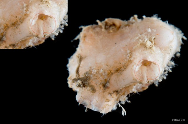 Ascidiacea sp. "Solitary ascidian 4"•&copy; Rene Ong•All Rights Reserved