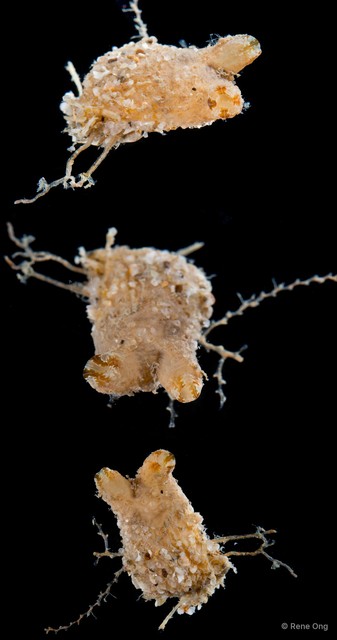Ascidiacea sp. "Solitary ascidian 5"•&copy; Rene Ong•All Rights Reserved
