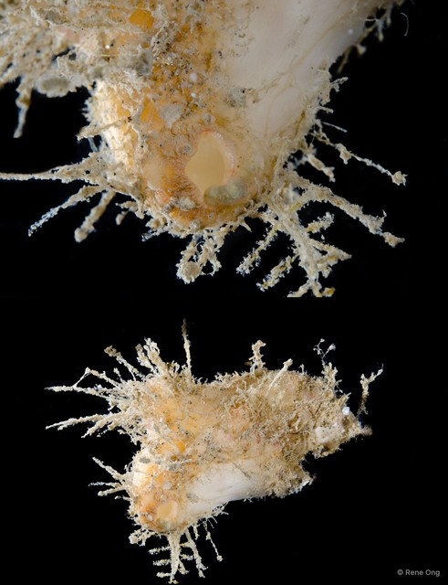Ascidiacea sp. "Solitary ascidian 6"•&copy; Rene Ong•All Rights Reserved