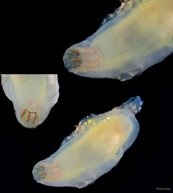Ascidiacea sp. "Solitary ascidian 7"•&copy; Rene Ong•All Rights Reserved