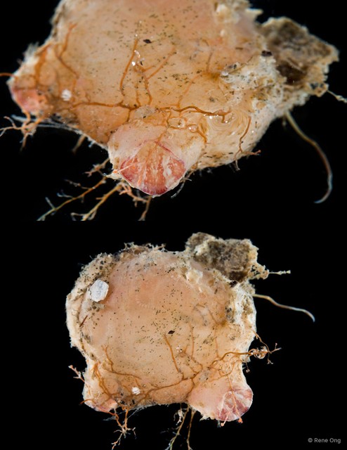 Ascidiacea sp. "Solitary ascidian 9"•&copy; Rene Ong•All Rights Reserved