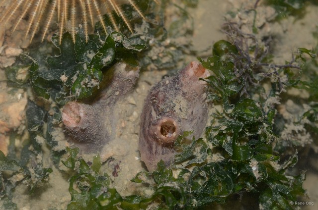 Ascidiacea sp. "Solitary ascidian"•&copy; Rene Ong•All Rights Reserved