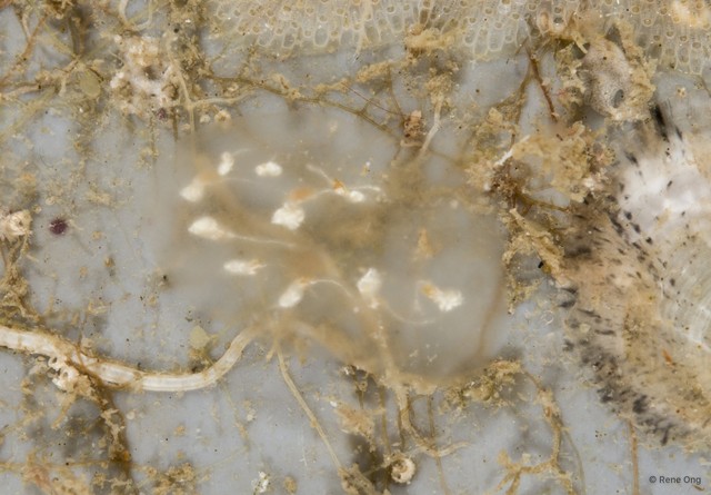 Ascidiacea sp. "Transparent Ascidian 1"•&copy; Rene Ong•All Rights Reserved