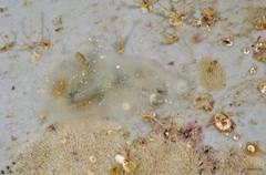Ascidiacea sp. "Transparent solitary ascidian 1"