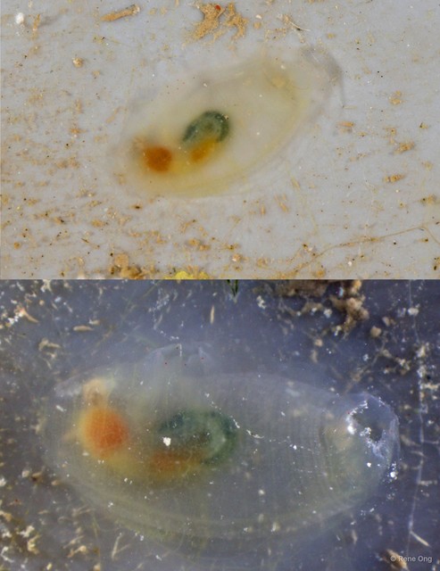 Ascidiacea sp. "Transparent solitary ascidian 2"•&copy; Rene Ong•All Rights Reserved
