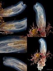 Rhopalaea macrothorax•&copy; Rene Ong•All Rights Reserved