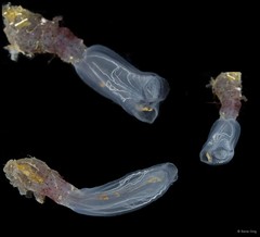 Rhopalaea macrothorax•&copy; Rene Ong•All Rights Reserved