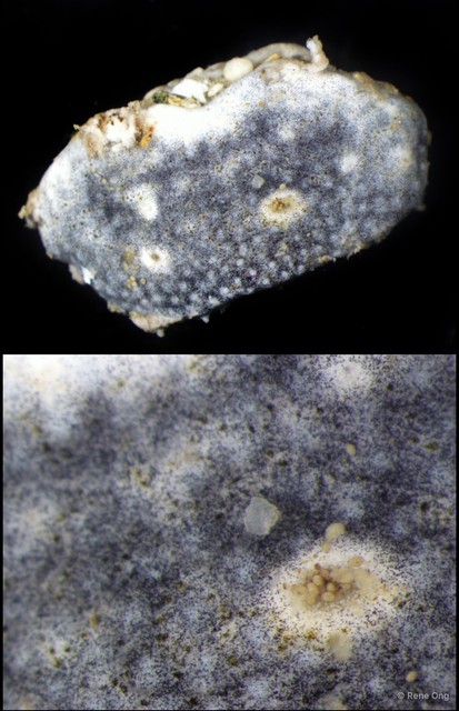 Didemnidae sp. "16"•&copy; Rene Ong•All Rights Reserved