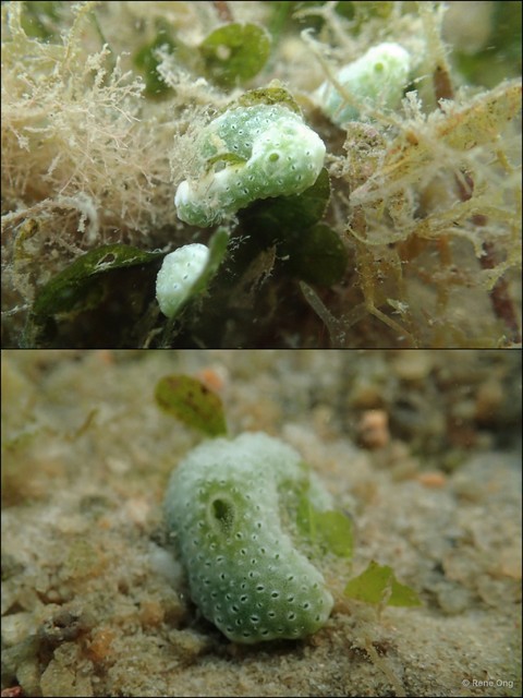 Didemnidae sp. "31a"•&copy; Rene Ong•All Rights Reserved