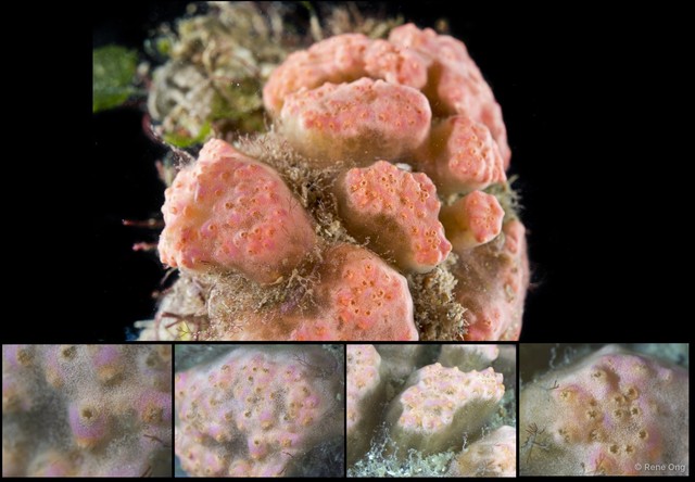 Eudistoma sp. "1"•&copy; Rene Ong•All Rights Reserved