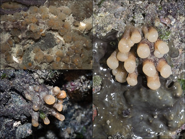 Eudistoma sp. "3f2f0161"•&copy; Ria Tan•All Rights Reserved