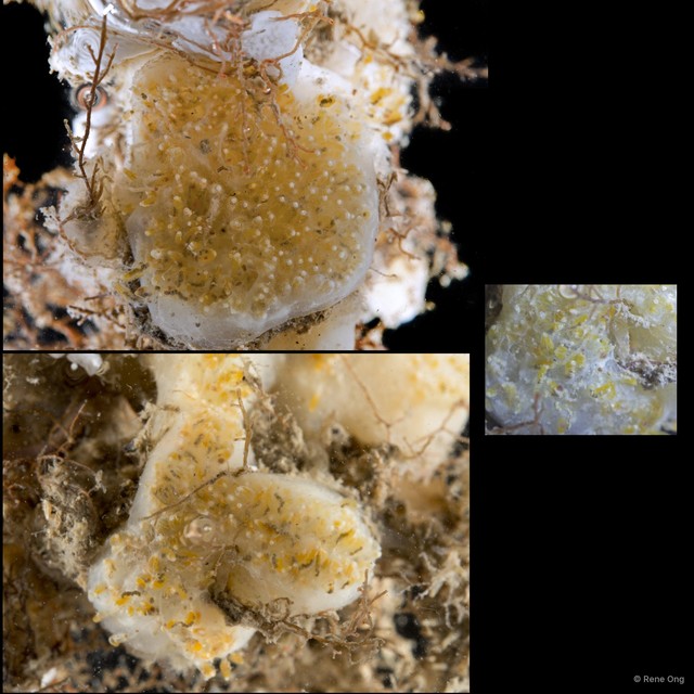 Aplidium sp. "cf."•&copy; Rene Ong•All Rights Reserved