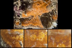 Styelidae sp. "Botryllinae 5"
