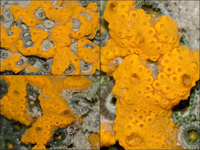 Botryllus sp. "9d77996b"•&copy; Rene Ong•All Rights Reserved