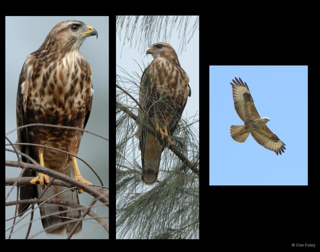 Buteo japonicus•&copy; Con Foley•All Rights Reserved