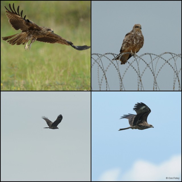 Milvus migrans•&copy; Con Foley•All Rights Reserved