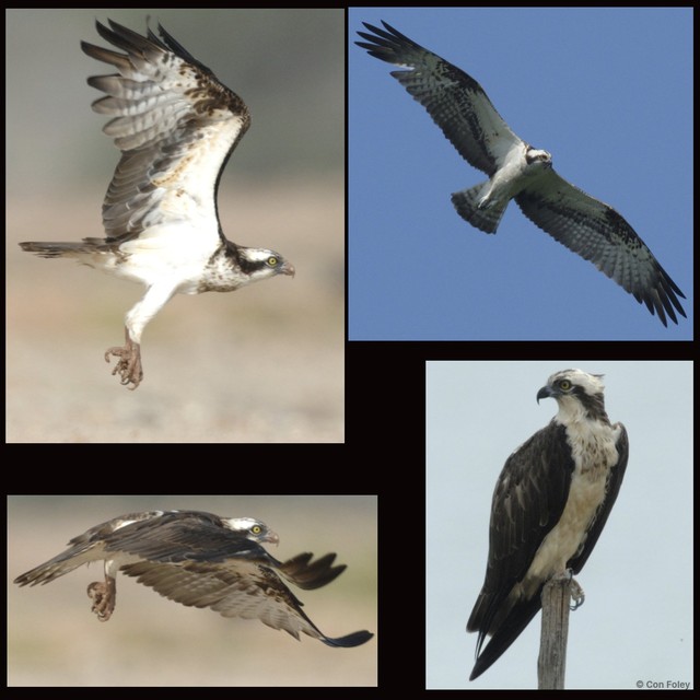 Pandion haliaetus•&copy; Con Foley•All Rights Reserved