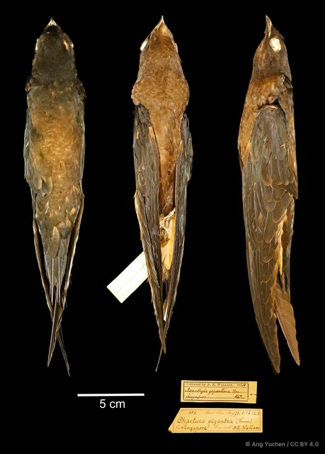 Hirundapus giganteus•&copy; Ang Yuchen•CC BY 4.0