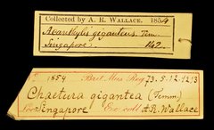 Hirundapus giganteus•All Rights ReservedMuseum Label