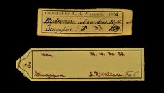 Anthracoceros albirostris•All Rights ReservedMuseum Label