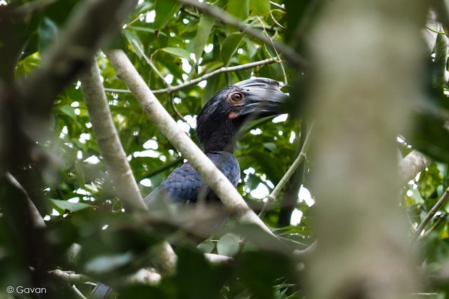 Anthracoceros malayanus•&copy; Gavan Leong•All Rights Reserved