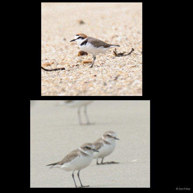 Charadrius alexandrinus•&copy; Con Foley•All Rights Reserved
