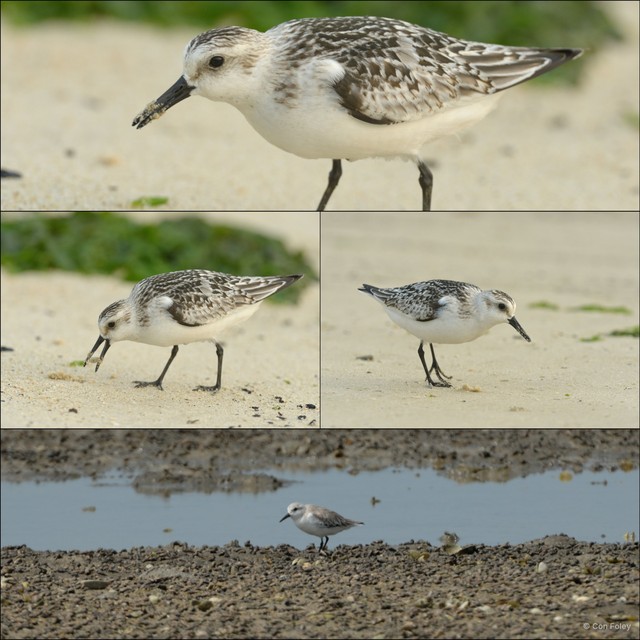 Calidris alba•&copy; Con Foley•All Rights Reserved