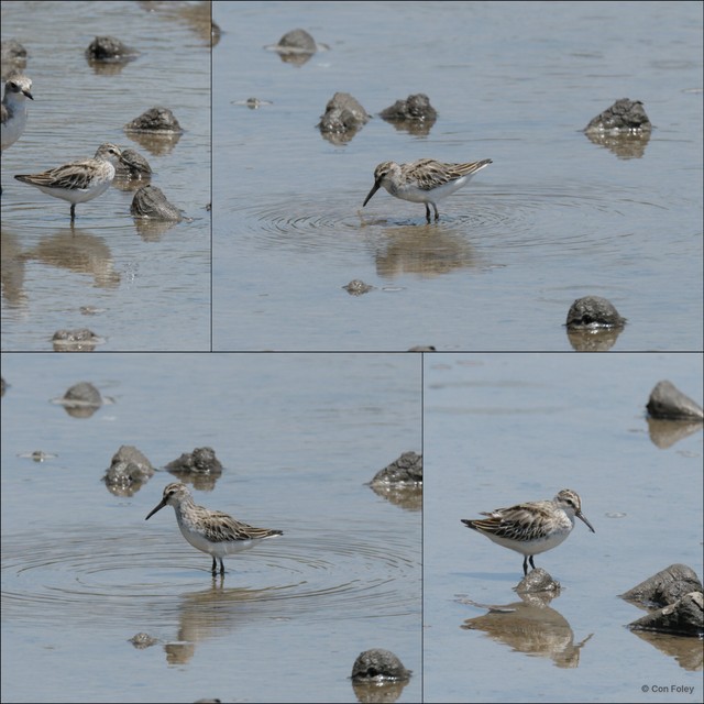 Calidris falcinellus•&copy; Con Foley•All Rights Reserved