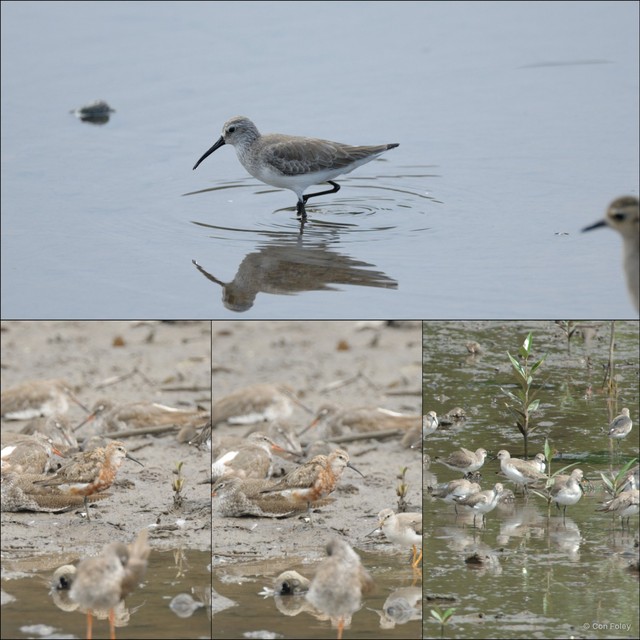 Calidris ferruginea•&copy; Con Foley•All Rights Reserved
