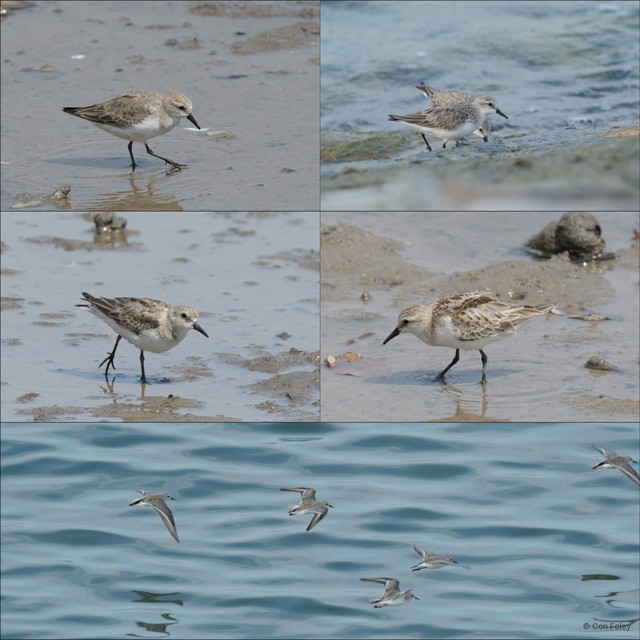 Calidris ruficollis•&copy; Con Foley•All Rights Reserved