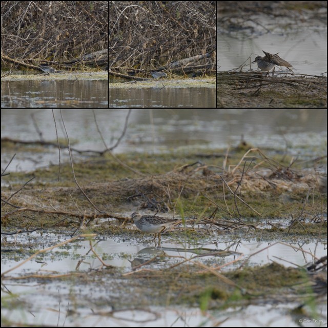 Calidris subminuta•&copy; Con Foley•All Rights Reserved
