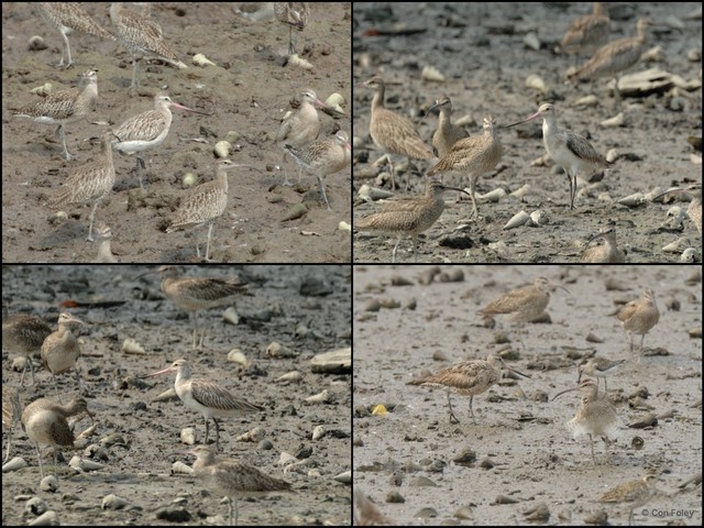 Limosa lapponica•&copy; Con Foley•All Rights Reserved