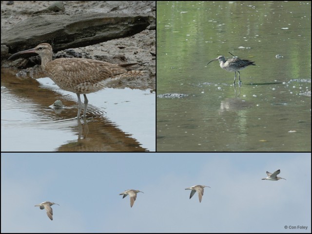 Numenius phaeopus•&copy; Con Foley•All Rights Reserved