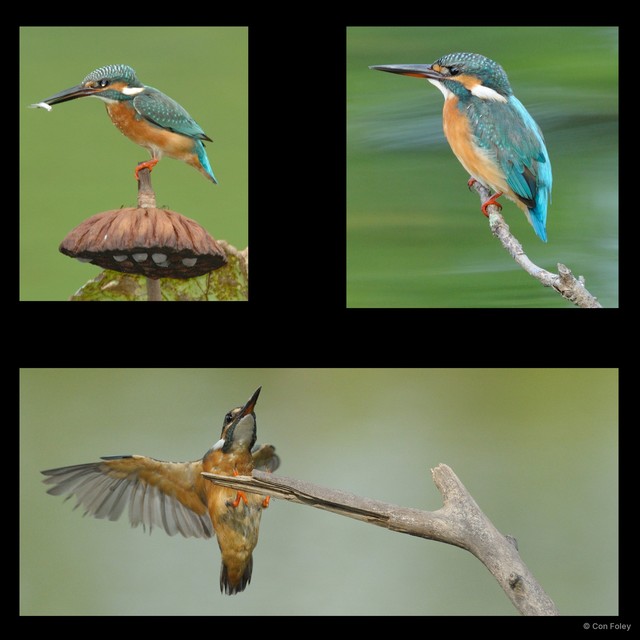 Alcedo atthis•&copy; Con Foley•All Rights Reserved