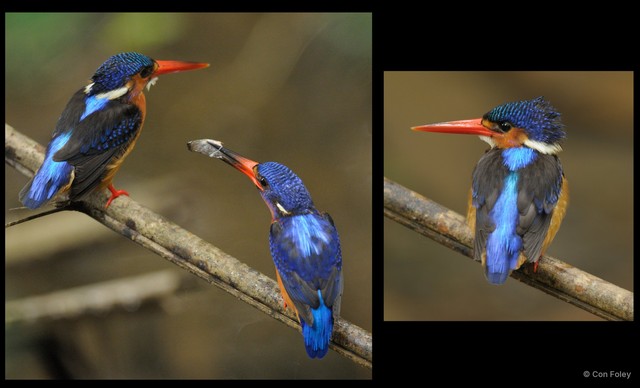 Alcedo meninting•&copy; Con Foley•All Rights Reserved