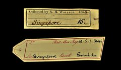 Phaenicophaeus sumatranus•All Rights ReservedMuseum Label
