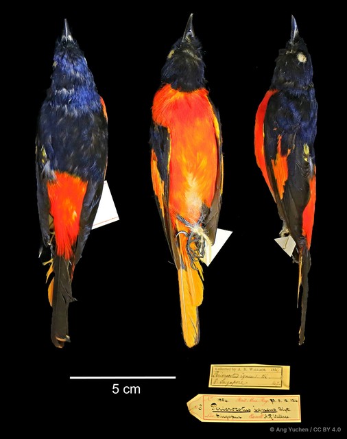 Pericrocotus igneus•&copy; Ang Yuchen•CC BY 4.0