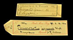 Pericrocotus igneus•All Rights ReservedMuseum Label