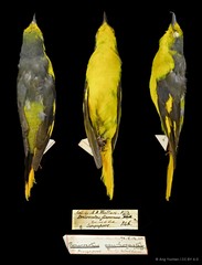 Pericrocotus speciosus•&copy; Ang Yuchen•CC BY 4.0