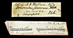 Pericrocotus speciosus•All Rights ReservedMuseum Label