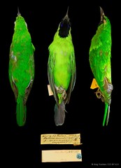 Chloropsis sonnerati•&copy; Ang Yuchen•CC BY 4.0