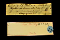Chloropsis sonnerati•All Rights ReservedMuseum Label