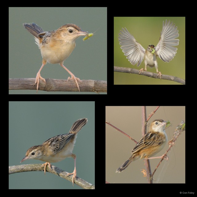 Cisticola juncidis•&copy; Con Foley•All Rights Reserved